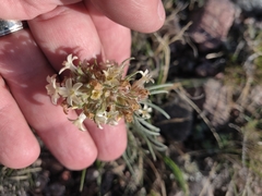 Ipomopsis spicata spicata