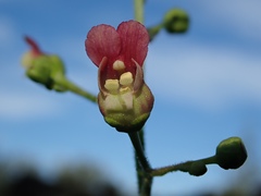 Scrophularia desertorum