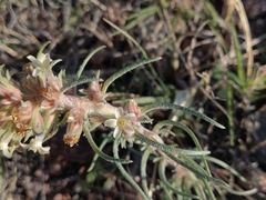 Ipomopsis spicata spicata