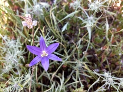 Brodiaea terrestris kernensis