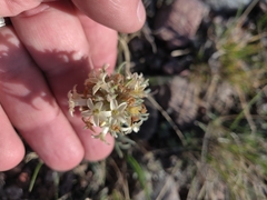 Ipomopsis spicata spicata