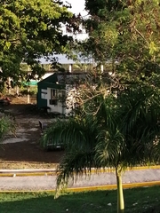 Eumomota superciliosa