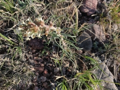 Ipomopsis spicata spicata