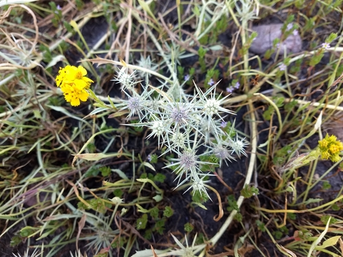 California eryngo (Eryngium aristulatum)