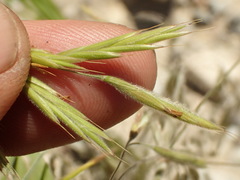 Bromus grandis