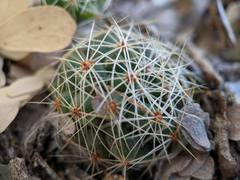 Mammillaria sphaerica