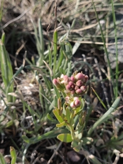 Comandra umbellata