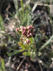 Comandra umbellata