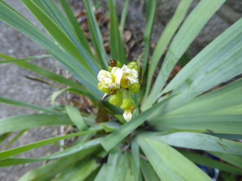 Sisyrinchium striatum