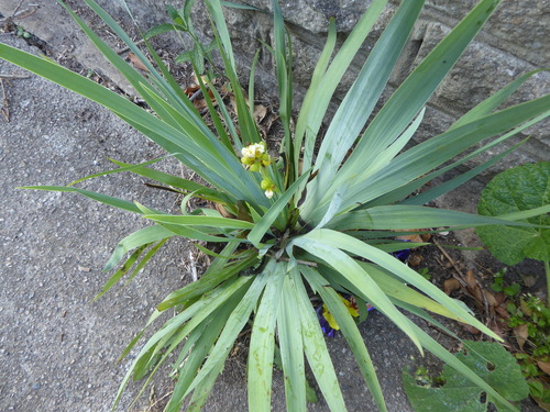 Sisyrinchium striatum