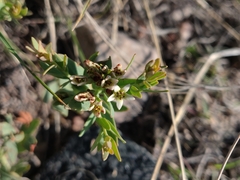 Comandra umbellata