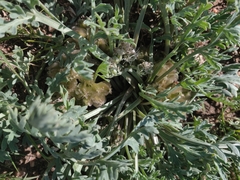 Vesper bulbosus