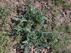 Vesper bulbosus
