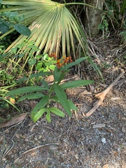 Asclepias curassavica image