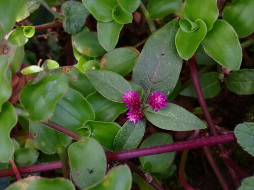 Alternanthera porrigens (Alternanthera porrigens)