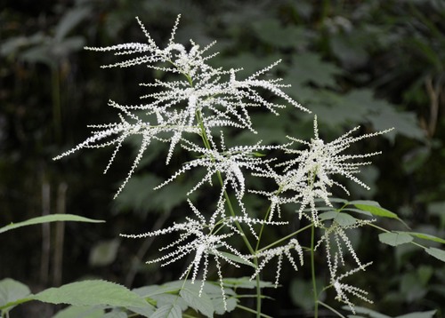 Aruncus dioicus iNat (1)