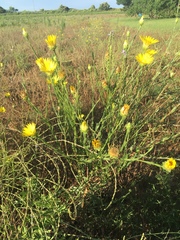 Xanthisma texanum drummondii