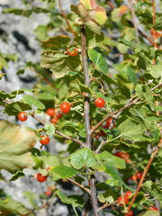 Ribes cereum colubrinum
