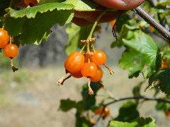 Ribes cereum colubrinum