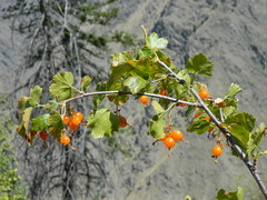 Ribes cereum colubrinum