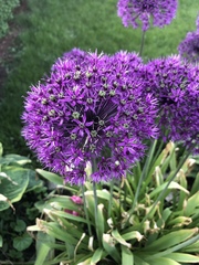 Allium hollandicum