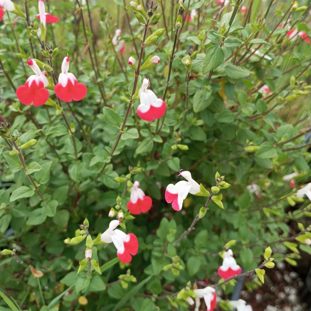 Salvia microphylla