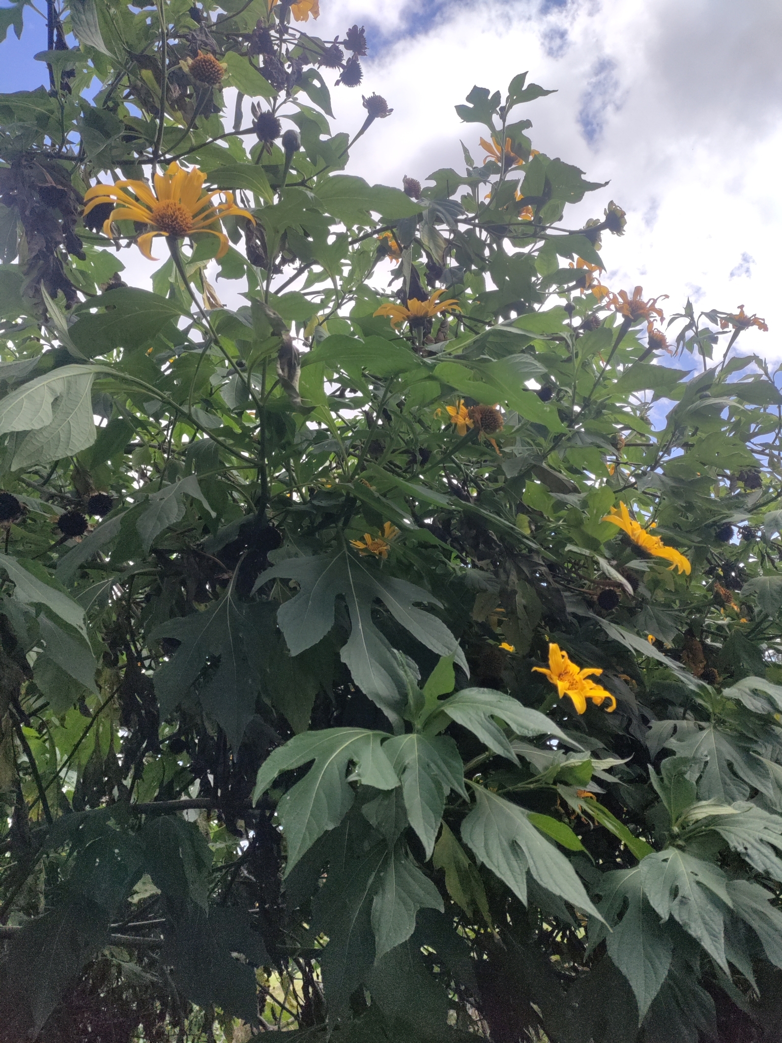 Tithonia image