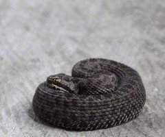 Crotalus triseriatus