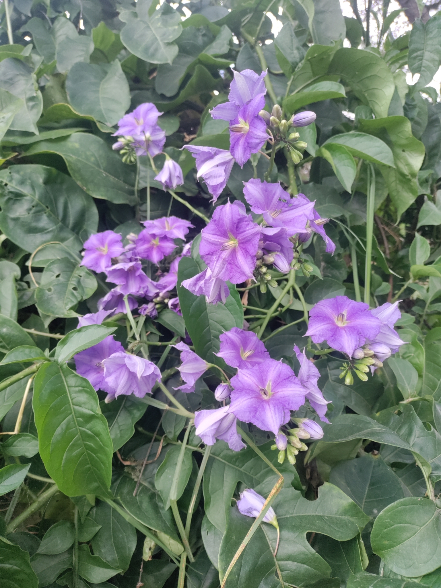 Solanum wendlandii image