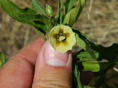 Physalis longifolia longifolia