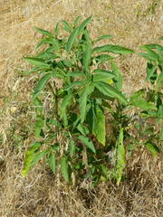 Physalis longifolia longifolia