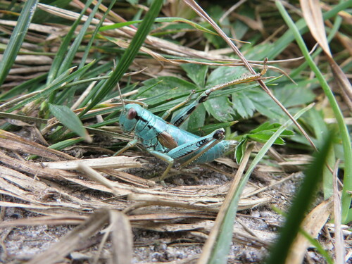 Green Mountain Grasshopper, Bad Gastein, Österreich, photo 4 of 10
