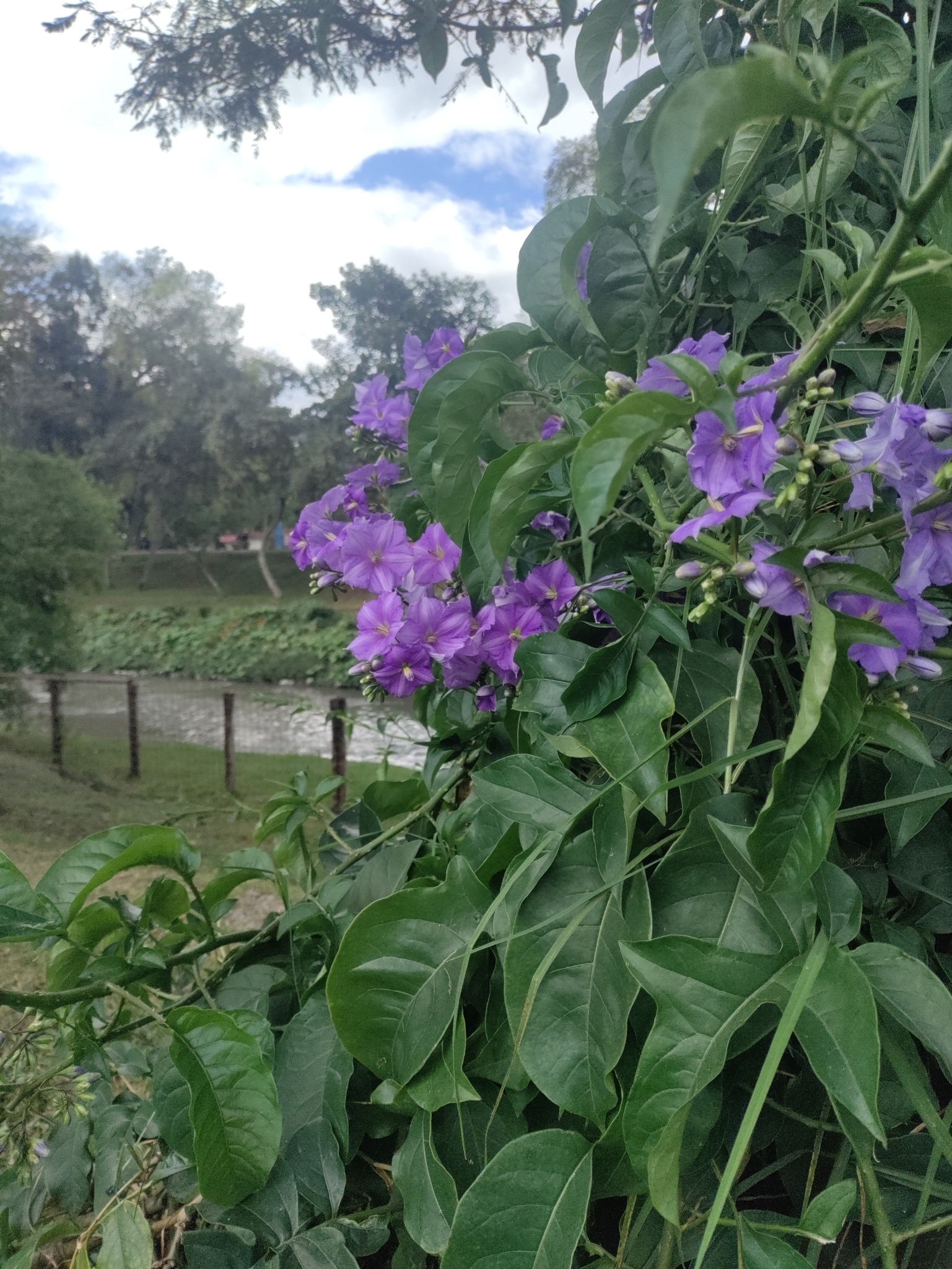 Solanum wendlandii image