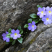 Primula pulchra - Photo (c) Pam Eveleigh, some rights reserved (CC BY-NC), uploaded by Pam Eveleigh