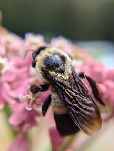 Southern Plains Bumble Bee photographed in Alabama