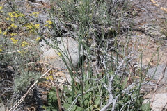 Eriogonum elatum