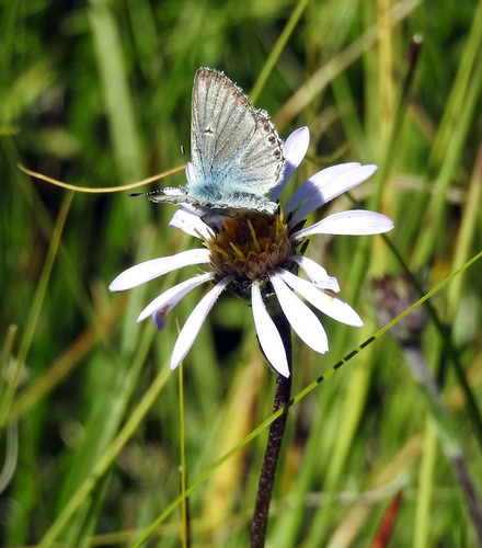 iNaturalist observation photo of Typical Blues