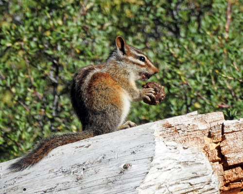 iNaturalist observation photo of Shadow Chipmunk