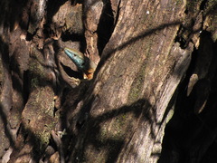 Algyroides nigropunctatus