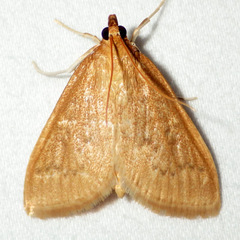 Ostrinia nubilalis