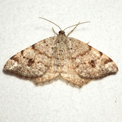 Macaria sexmaculata