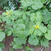 Large-leaved Avens - Photo (c) Kate Turner, some rights reserved (CC BY-NC), uploaded by Kate Turner