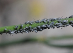 Braggia longicauda