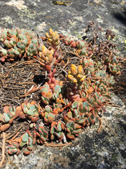 Sedum obtusatum