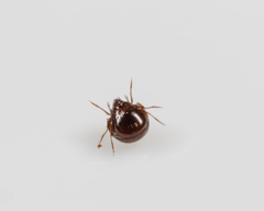 Galumnidae