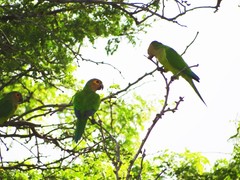 Eupsittula pertinax arubensis