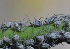 Braggia longicauda
