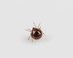 Galumnidae