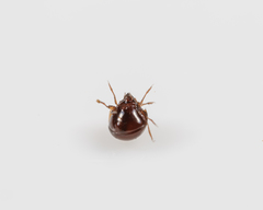 Galumnidae