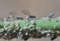 Braggia longicauda